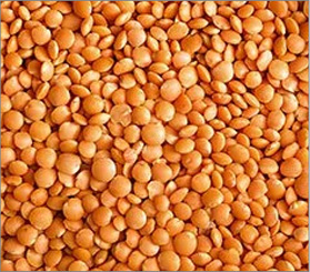 Lentils