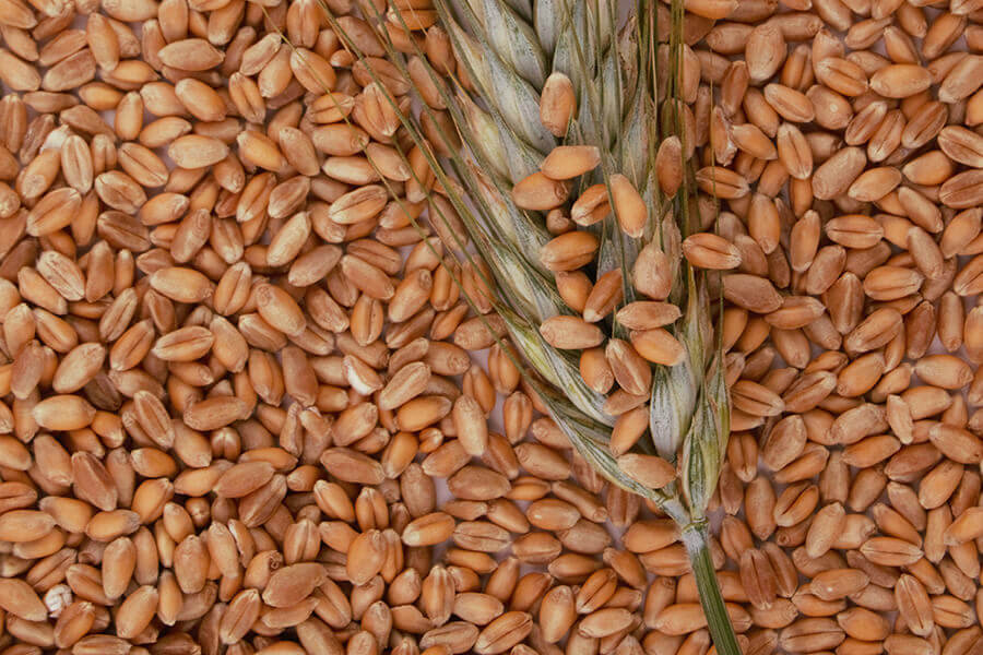 Barley