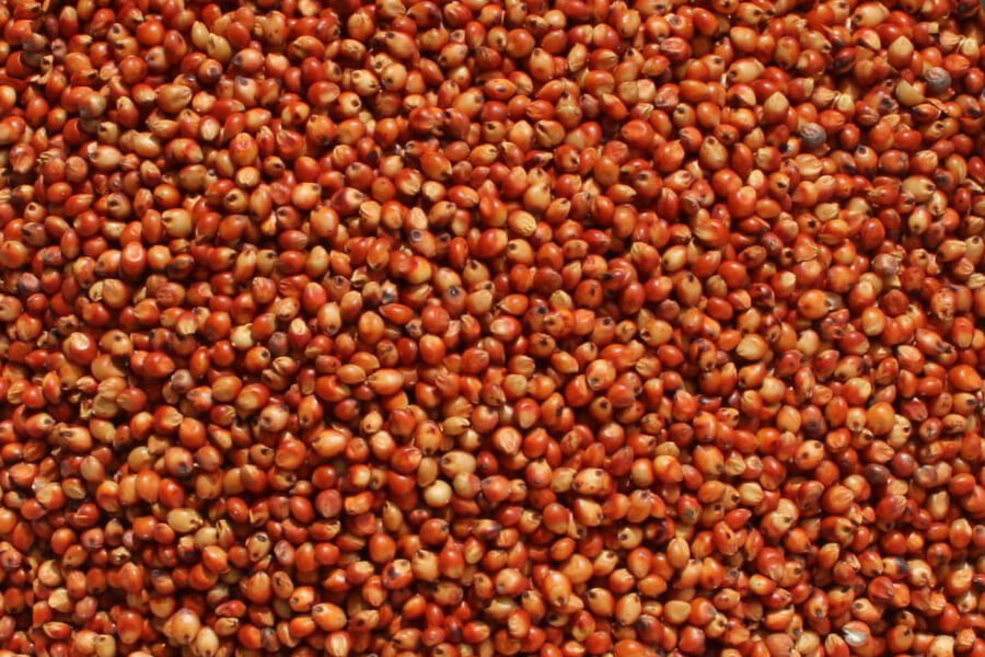 Sorghum