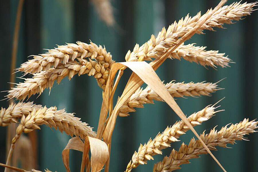 Wheat
