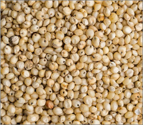 Sorghum