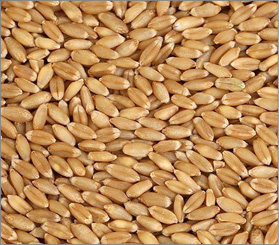 Wheat